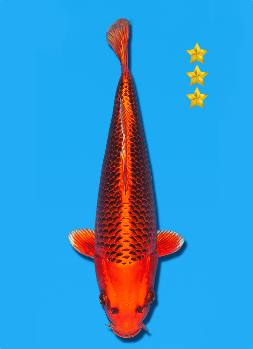 Japanse koi Ogata Kin Matsuba Omosako Yonsai 35 cm Female