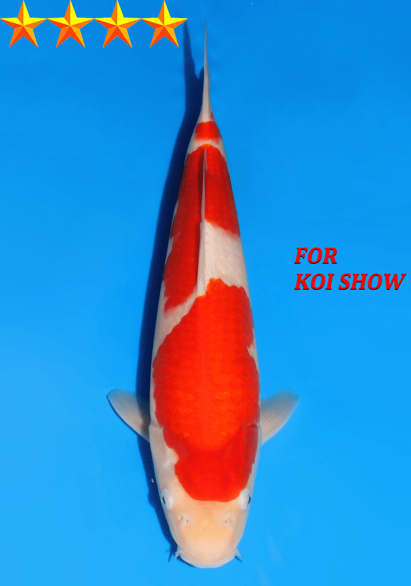 Japanse koi Dainichi Kohaku RedTiger Yonsai 38 cm Unknown