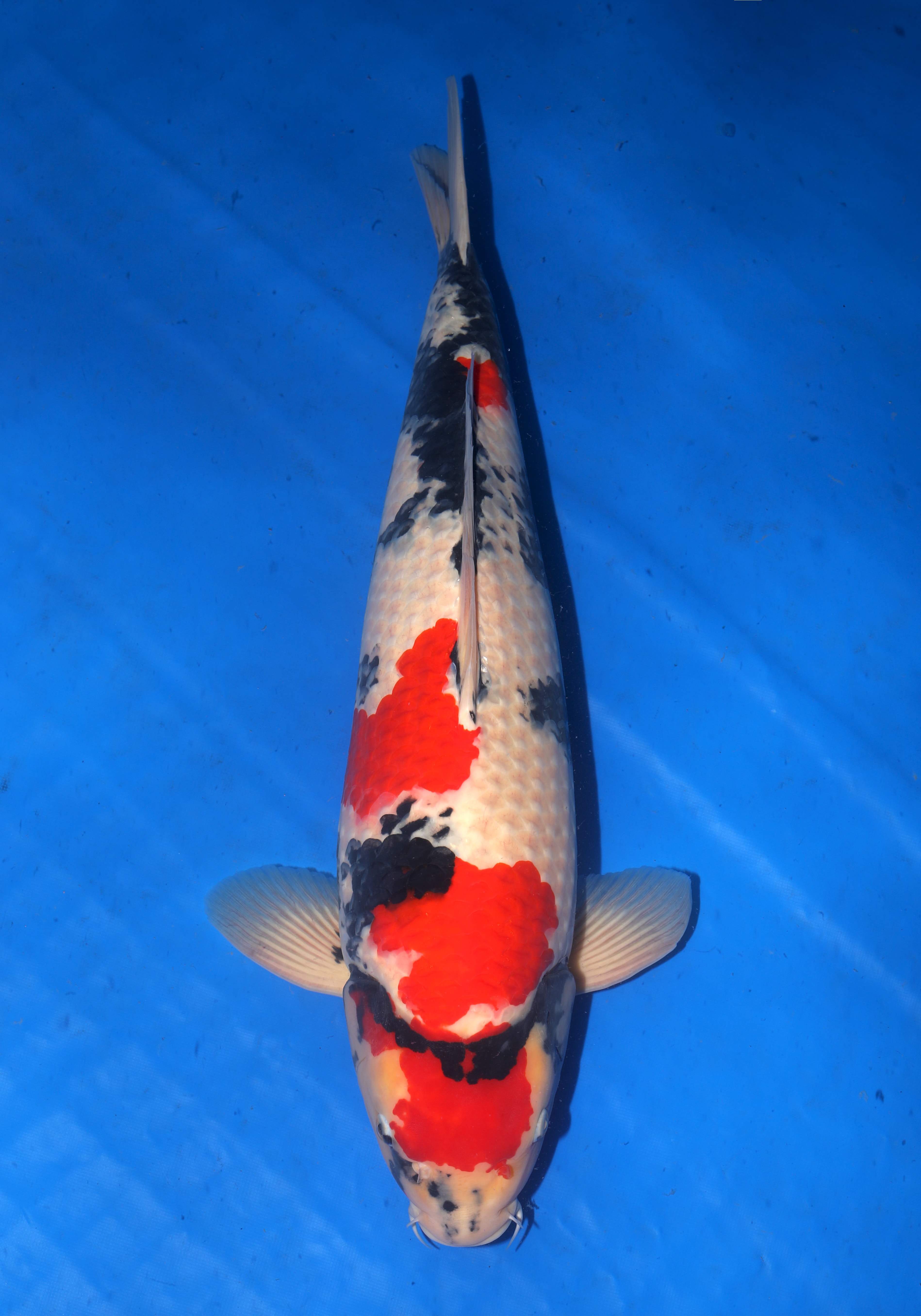 Japanse koi Isa   Showa Yonsai 62cm