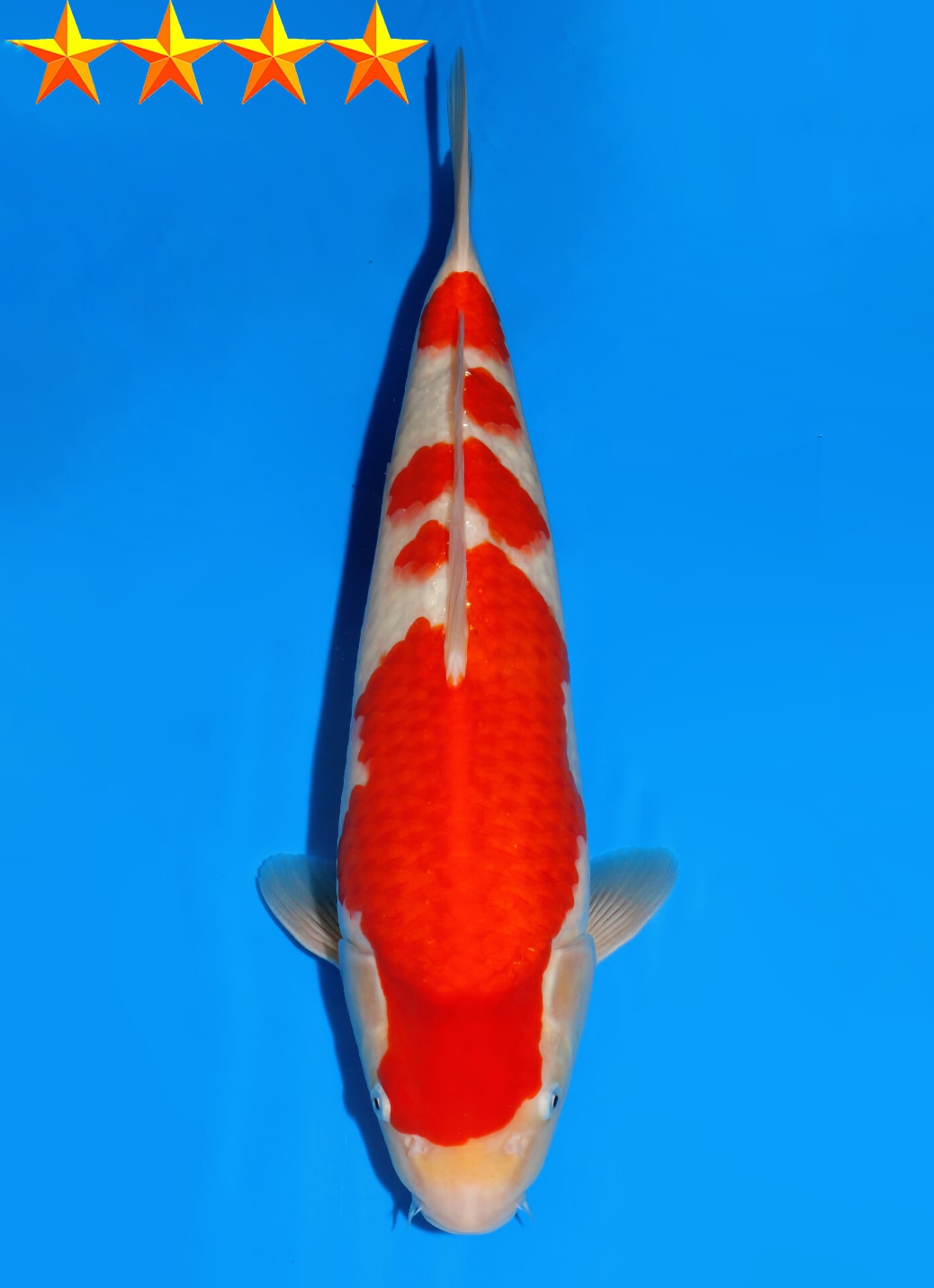 Japanse koi Dainichi Kohaku RedTiger Nisai 42 cm Male