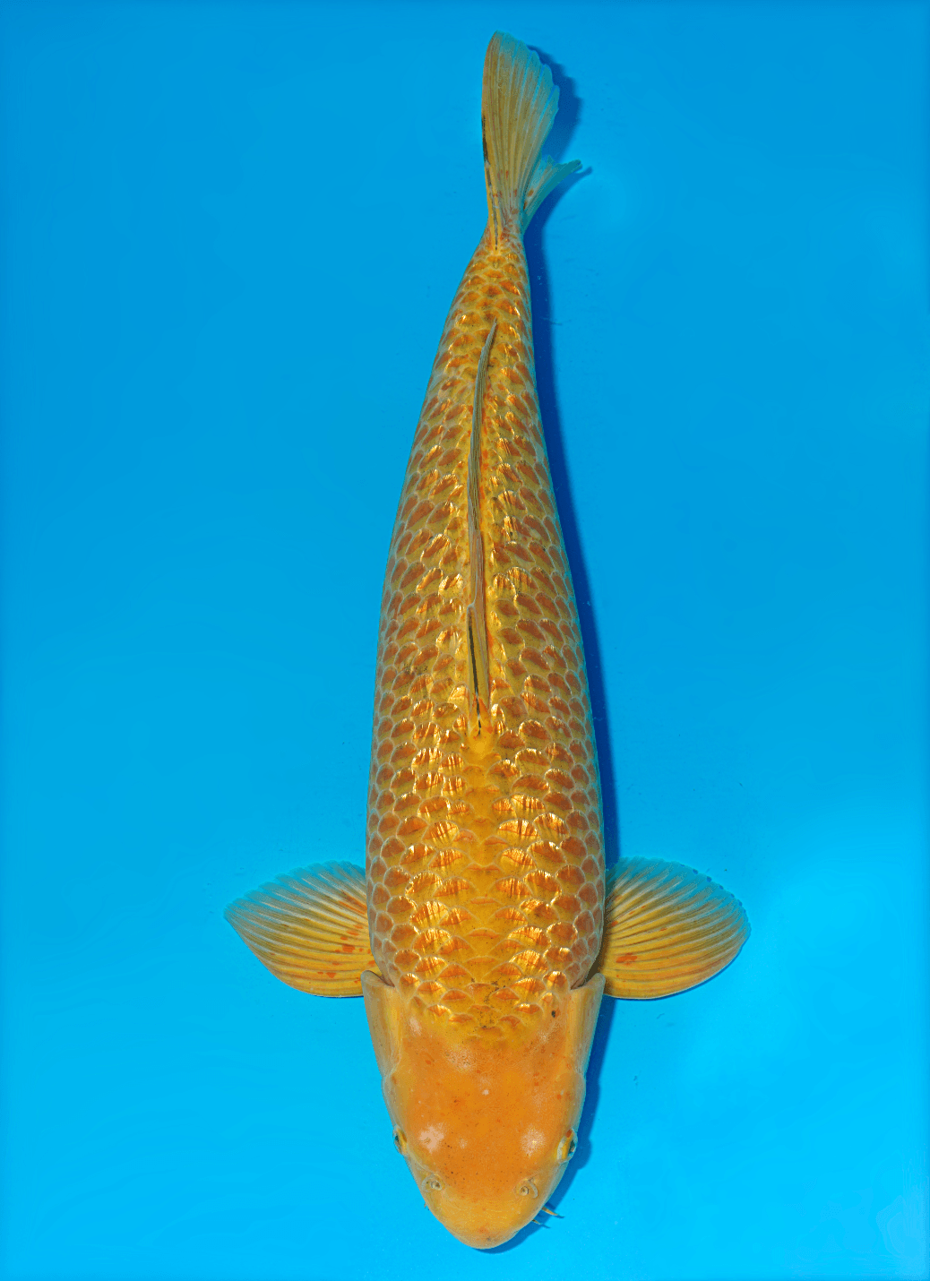 Japanse koi Taniguchi Golden Corn Ginrin Karashigoi Sansai 59cm