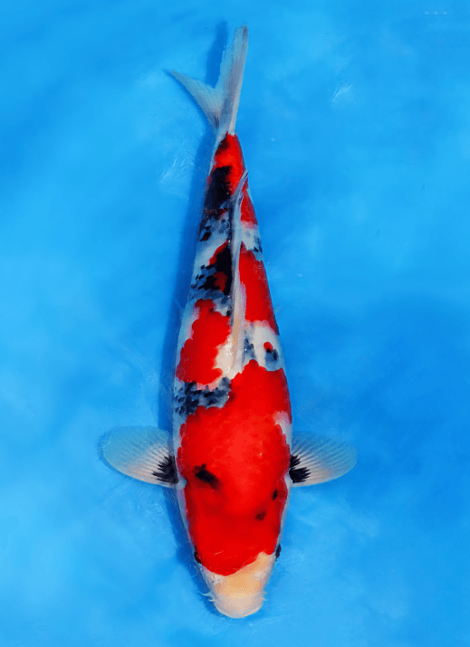 Japanse koi Sekiguchi Showa Gosai 40 cm Female