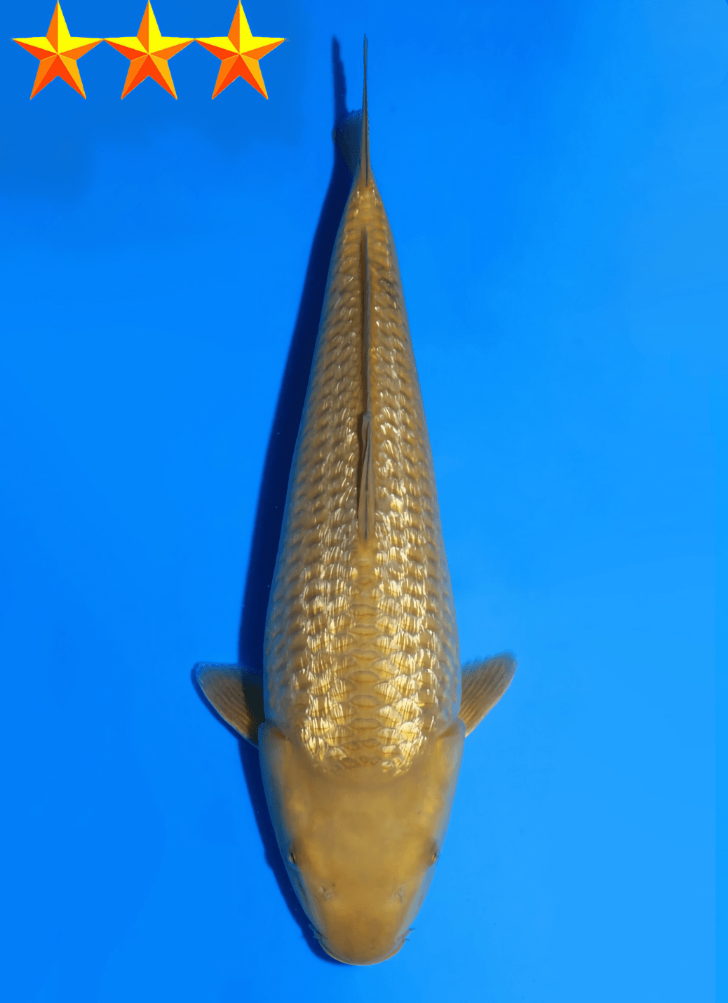 Japanse koi Dainichi YellowMonkey Ginrin Chagoi Tosai 34cm