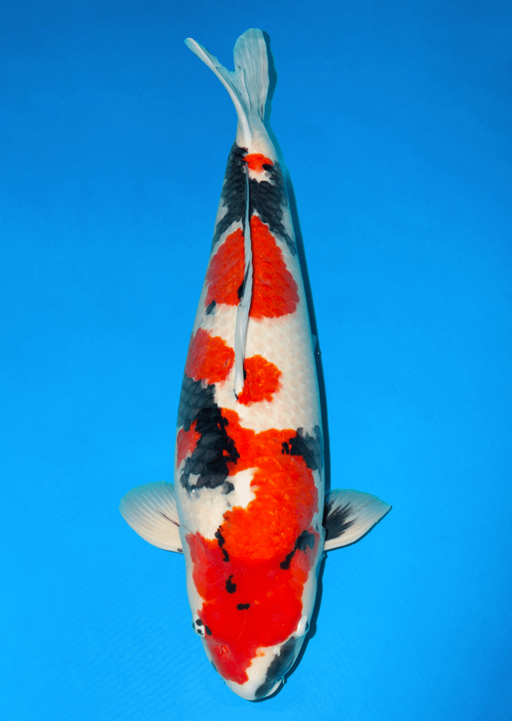 Japanse koi Ogata Showa Isa Rokusai + 76 cm Female