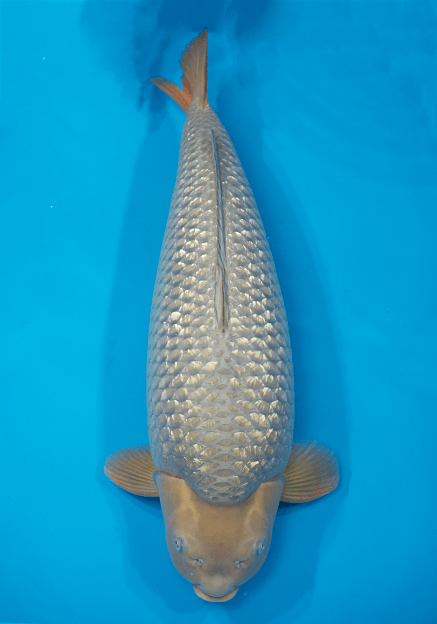 Japanse koi Marudo   Chagoi Rokusai + 82cm