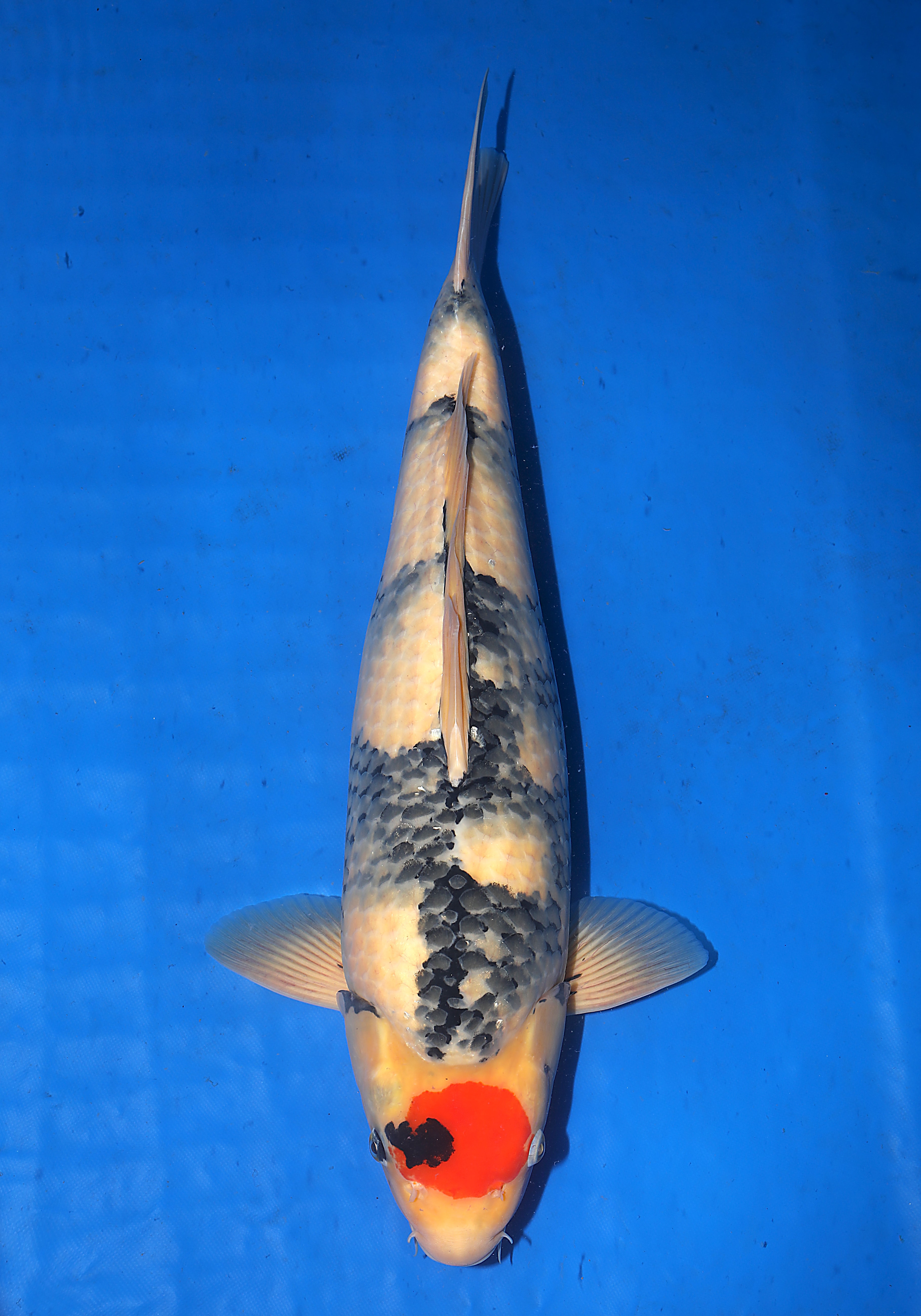 Japanse koi Isa   Showa Sansai 53cm
