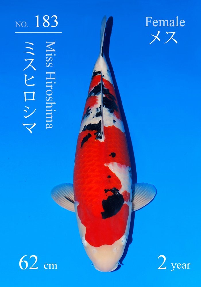 Japanse koi Sakai Fish Farm Sanke Miss Hiroshima Nisai 62 cm Female