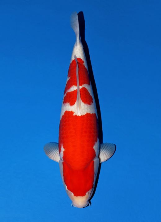 Japanse koi Momotaro   Kohaku Gosai 70cm