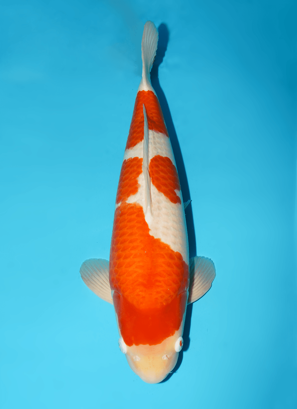 Japanse koi te koop Isa Kohaku Yonsai 58 cm Male