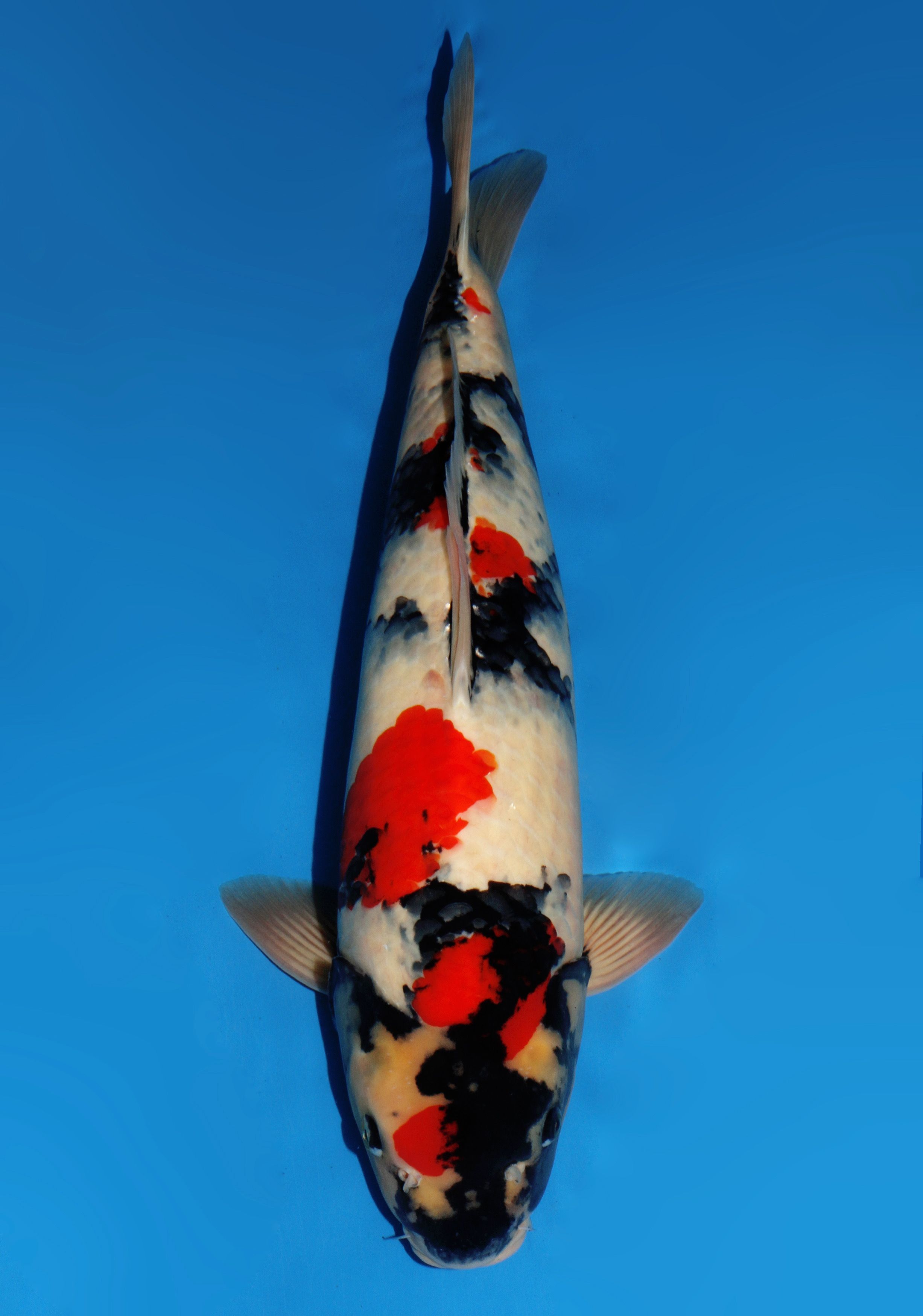 Japanse koi Dainichi Showa Gosai 59 cm Male