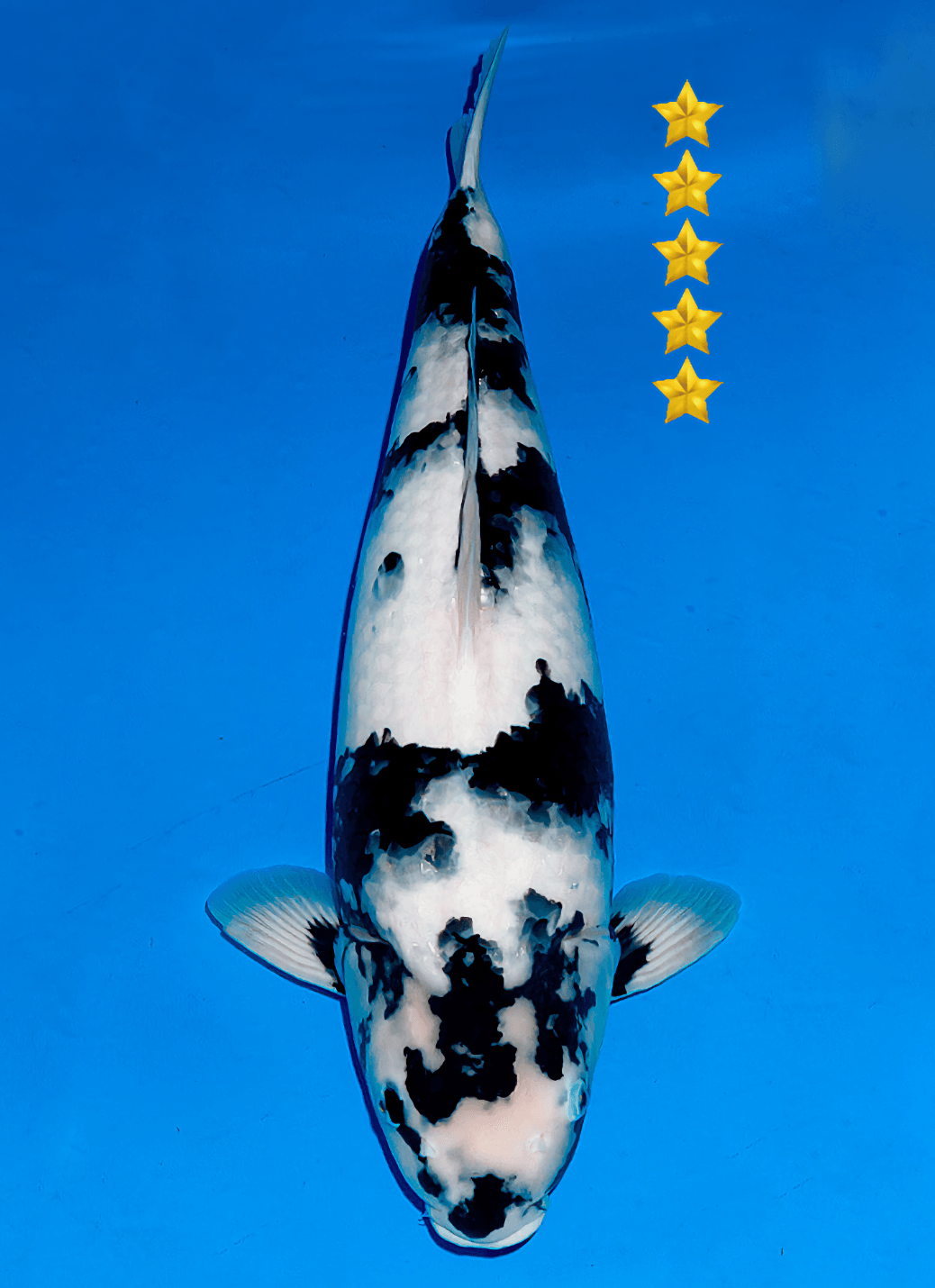 Japanse koi Ogata Omosako  Shiro-utsuri Nisai 64cm