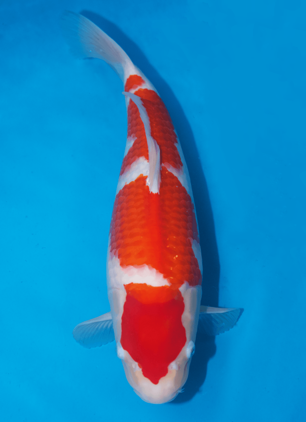 Japanse koi Ogata Kohaku Sakai Rokusai + 50 cm Female