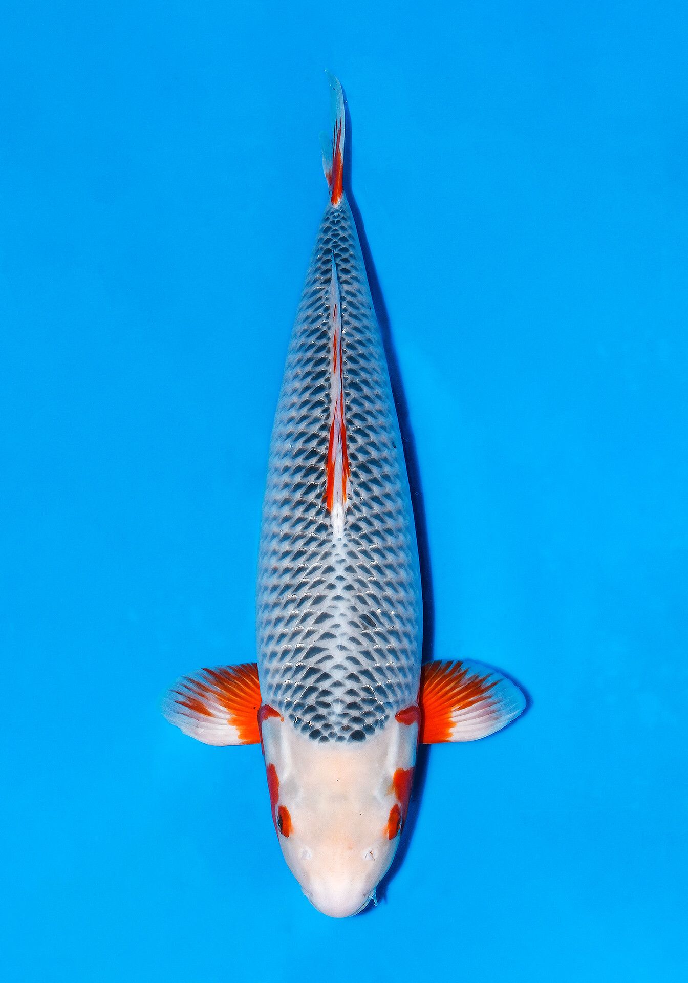 Japanse koi Yamaju Asagi Rokusai + 71 cm Female