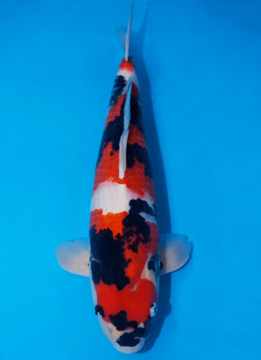 Japanse koi Isa Showa Rokusai + 47 cm Female