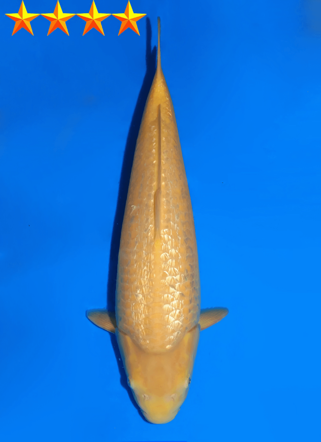 Japanse koi Dainichi YellowMonkey Ginrin Karashigoi Tosai 48cm