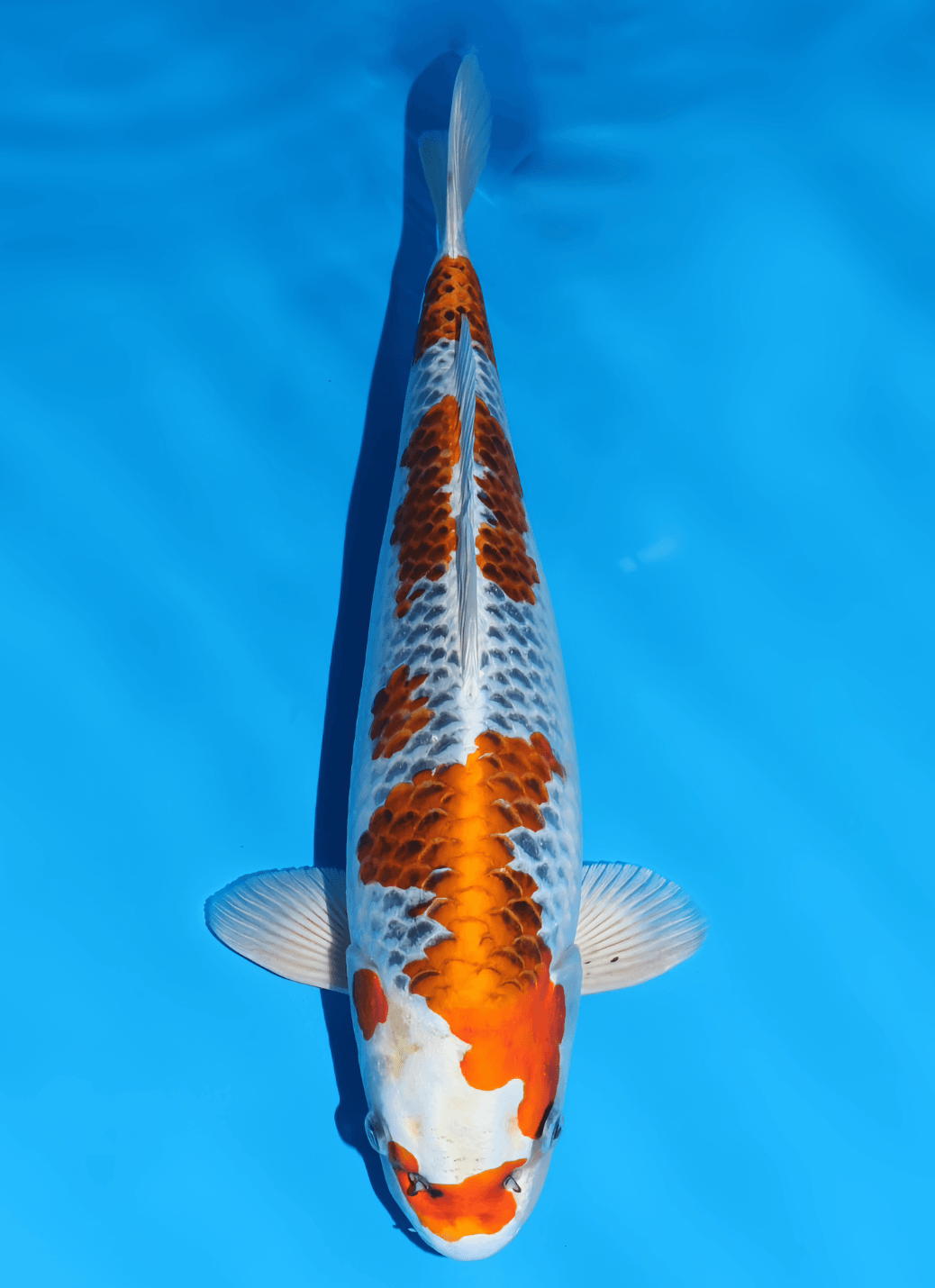 Japanse koi Omosako   Kujaku Nisai 46cm