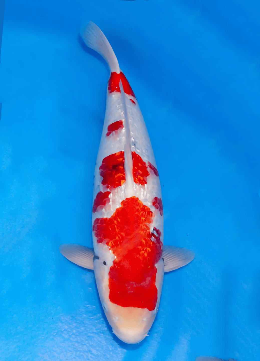 Japanse koi Marushin Ginrin Showa Rokusai + 50 cm Male