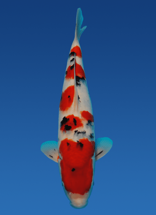 Japanse koi Momotaro Sanke Rokusai + 37 cm Female