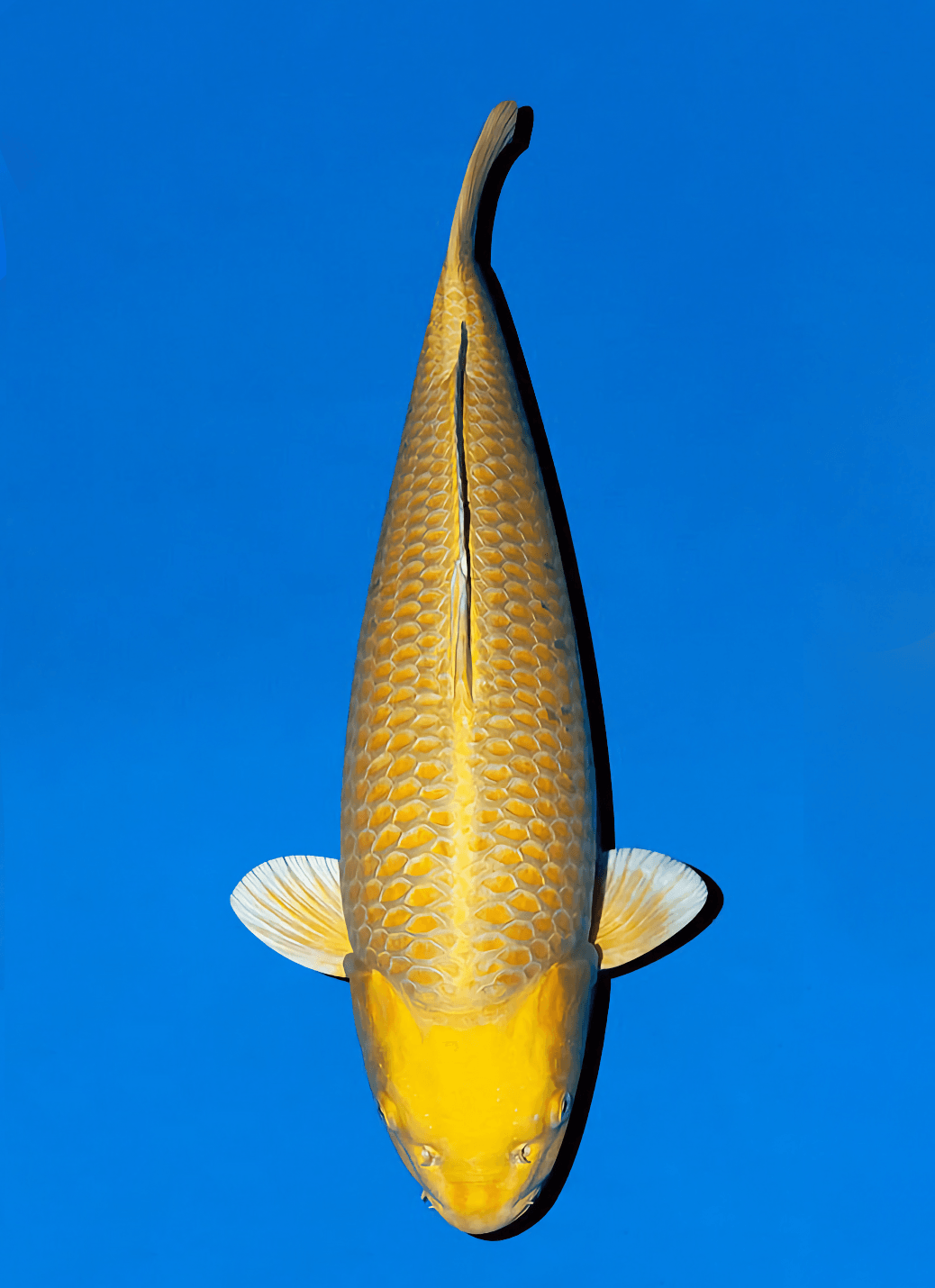 Japanse koi Ogata Izumiya  Yamabuki Ogon Sansai 64cm