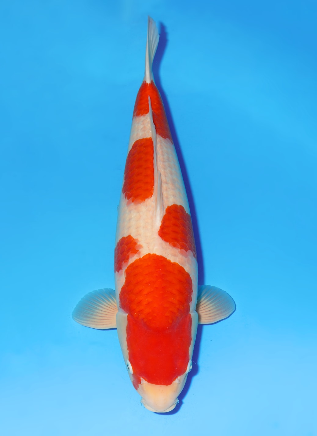 Japanse koi Dainichi Toyota Nanako x Nao  Kohaku Nisai 57cm
