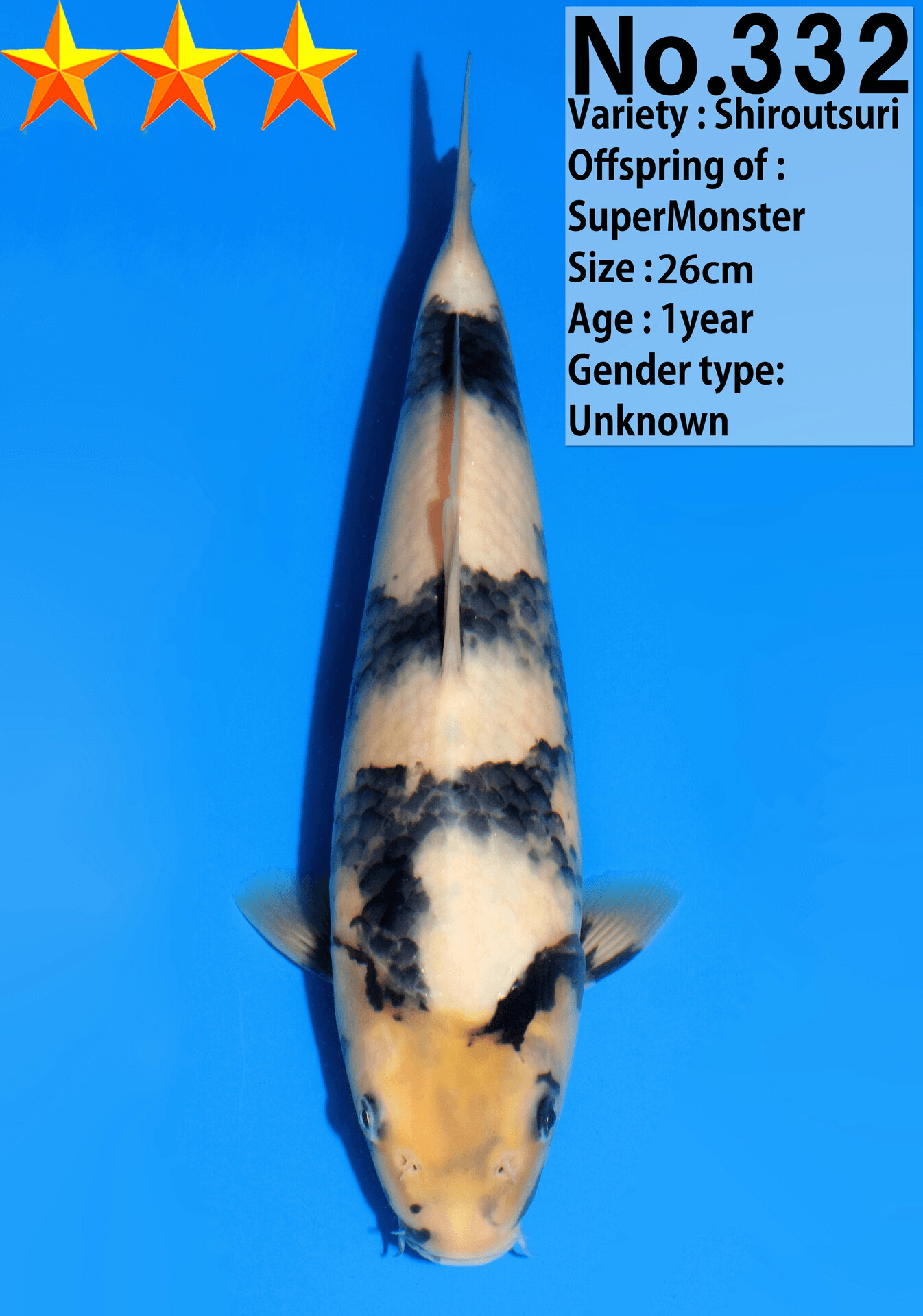 Japanse koi Dainichi Shiro-utsuri SuperMonster Gosai 25 cm Unknown