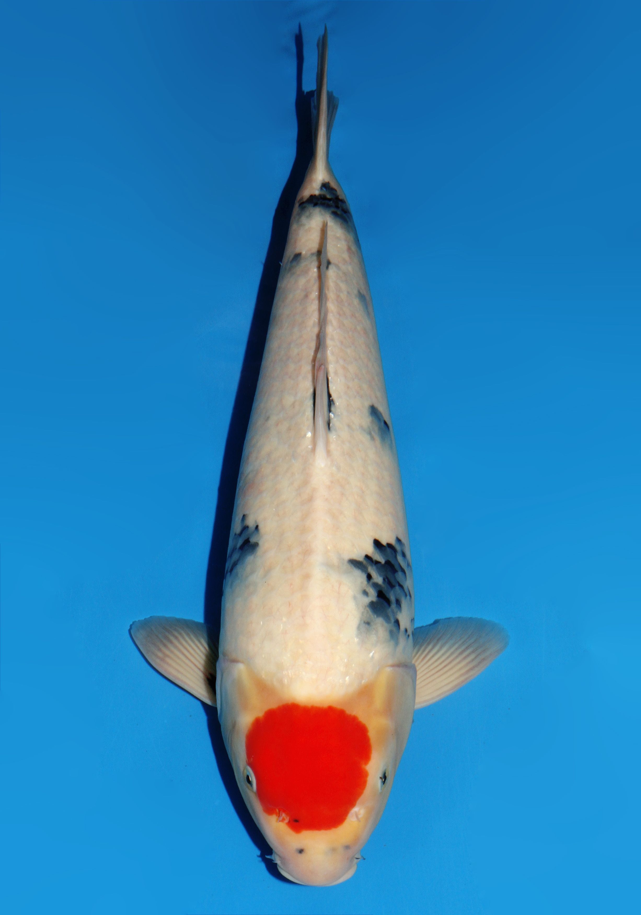 Japanse koi Dainichi Showa Gosai 55 cm Male