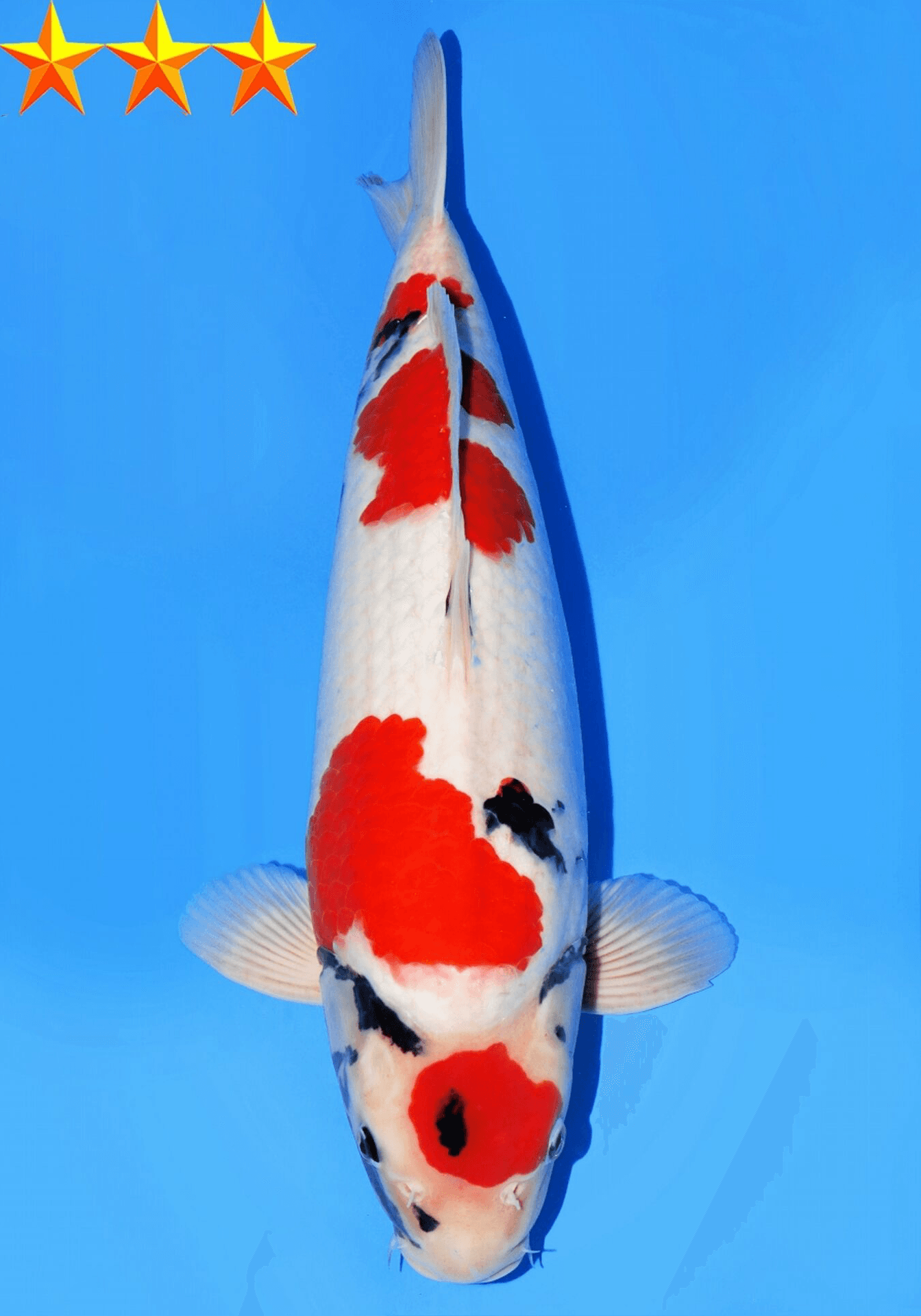 Japanse koi Dainichi Toyota Showa SP.Jr Gosai 53 cm Male
