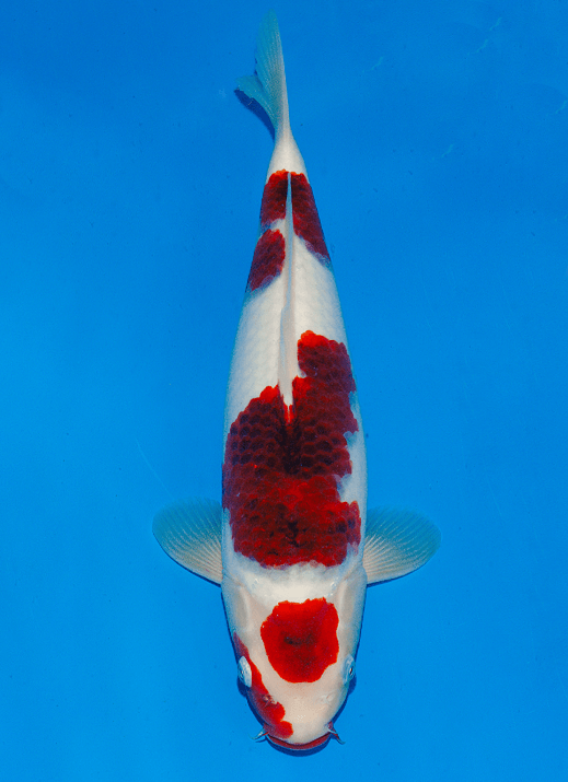Japanse koi Ogata Goromo BlackBudo Sansai 33 cm Female
