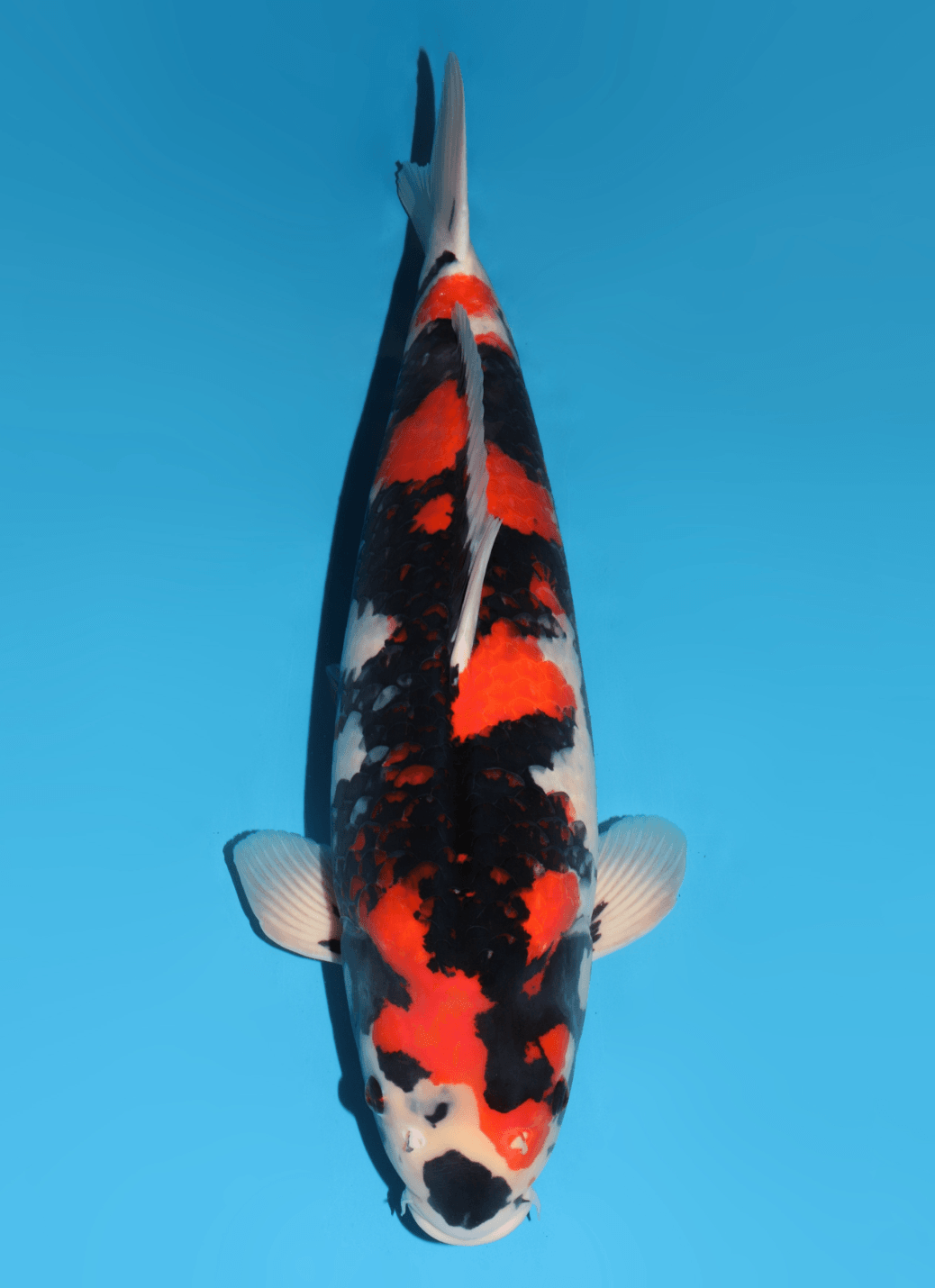 Japanse koi Dainichi Showa Monroe Yonsai 67 cm Female