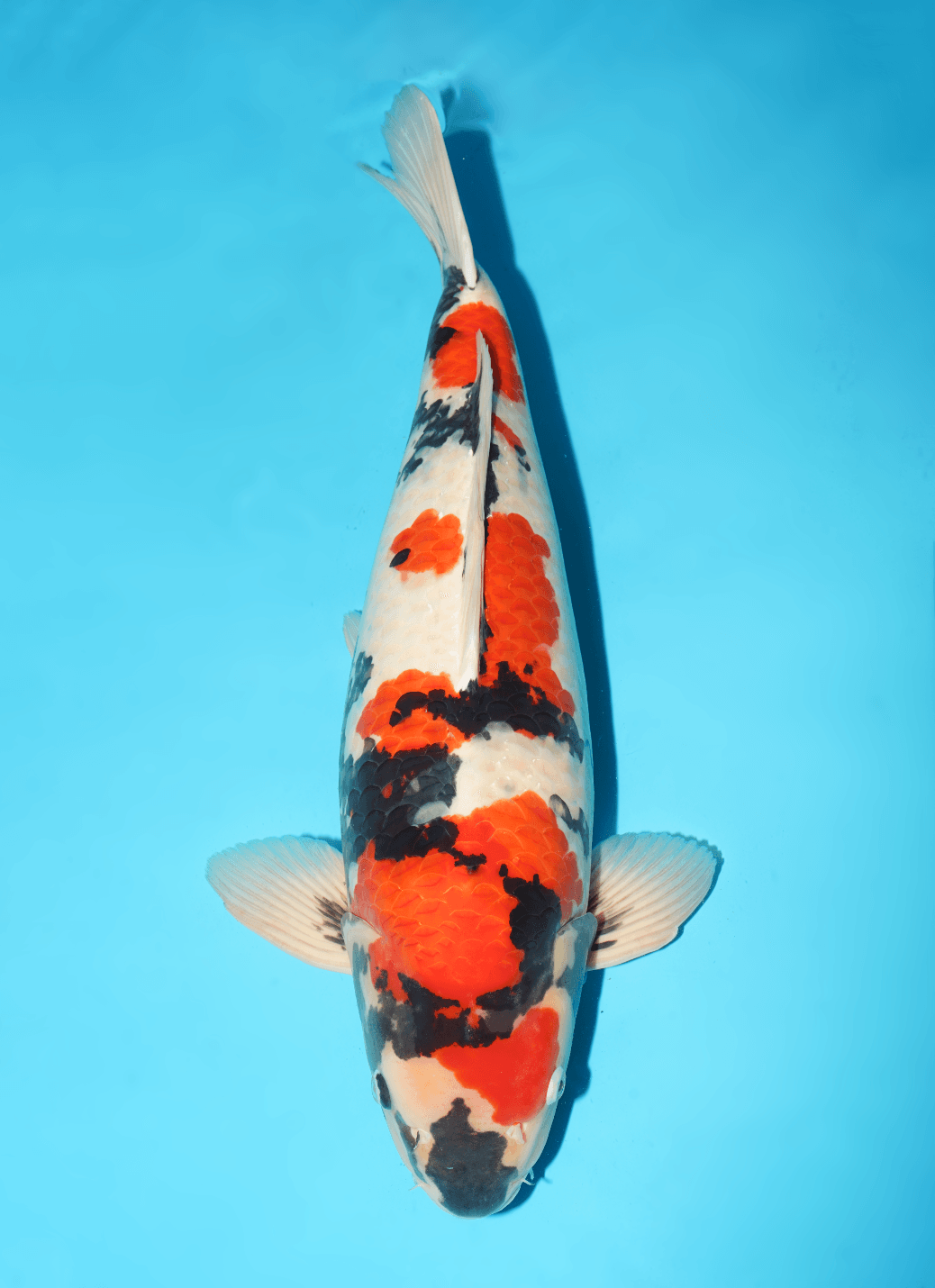 Japanse koi Isa Showa Yonsai 60 cm Male
