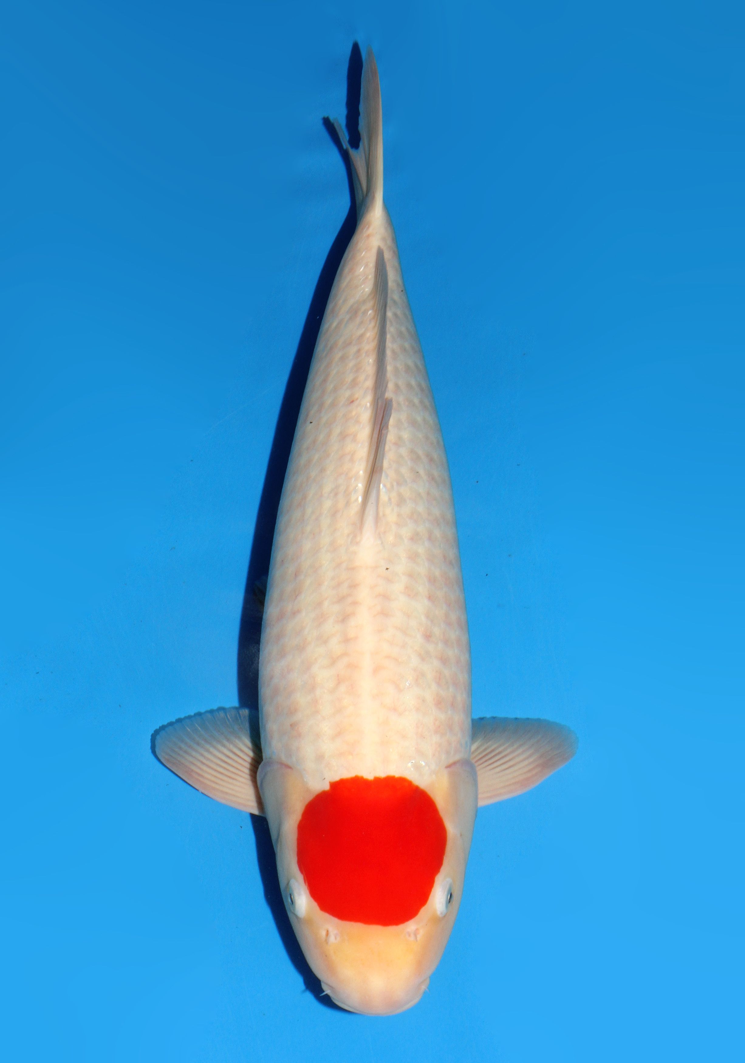 Japanse koi Dainichi Kohaku Gosai 53 cm Male
