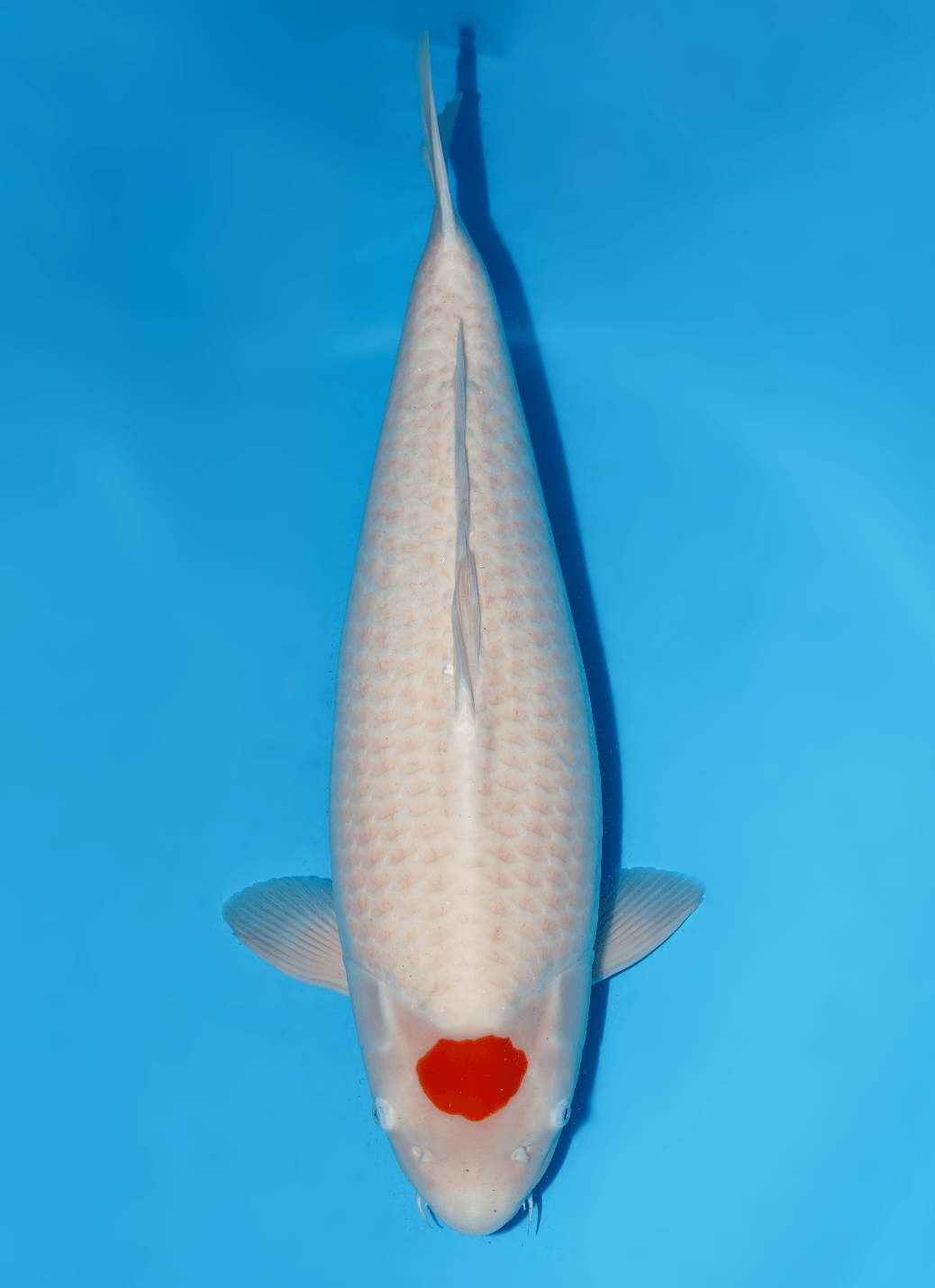 Japanse koi Marudo Kohaku Gosai 71 cm Female