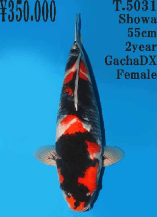 Japanse koi Dainichi Toyota Showa GachaDX Rokusai + 55 cm Female