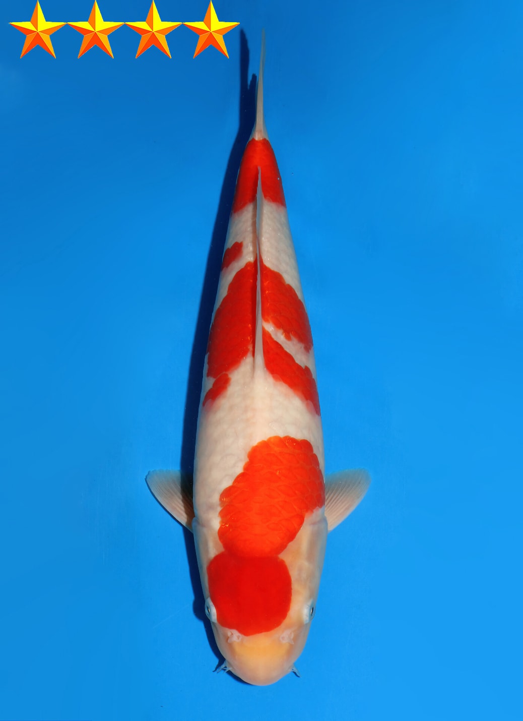 Japanse koi Dainichi RedTiger  Kohaku Nisai 36cm