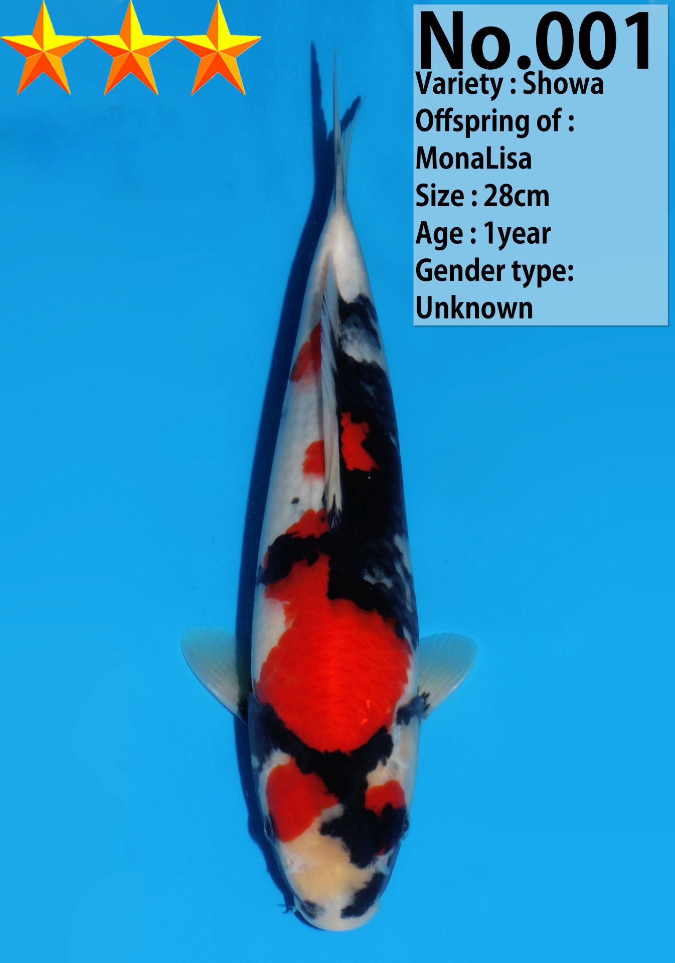 Japanse koi Dainichi Showa MonaLisa Rokusai + 28 cm Unknown