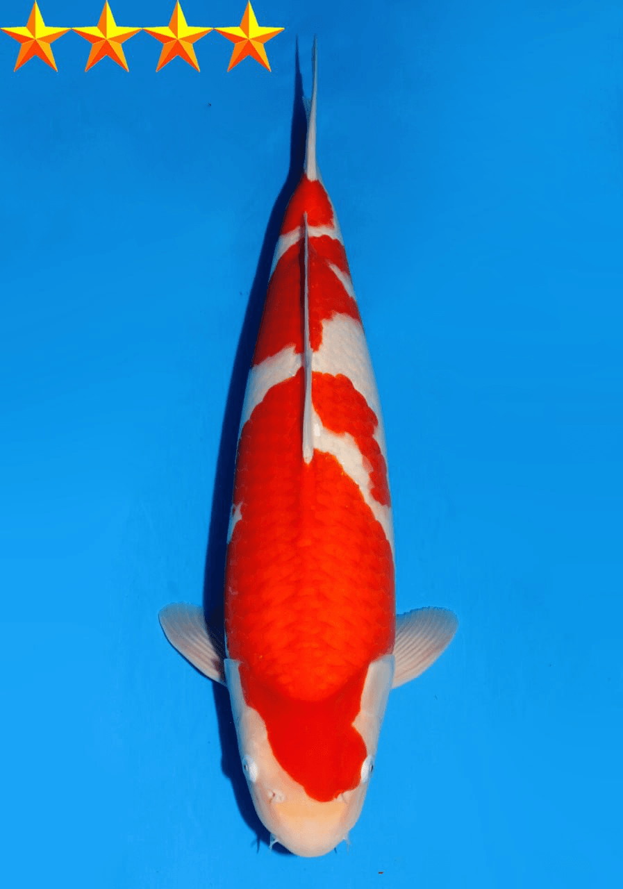 Japanse koi Dainichi Kohaku DMM Gosai 57 cm Male