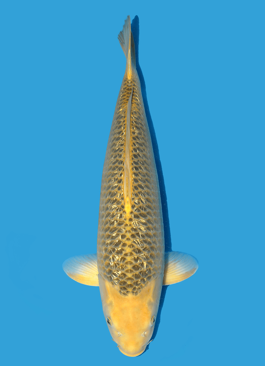Japanse koi te koop Maruhiro Ginrin Karashigoi Gosai 65 cm Female