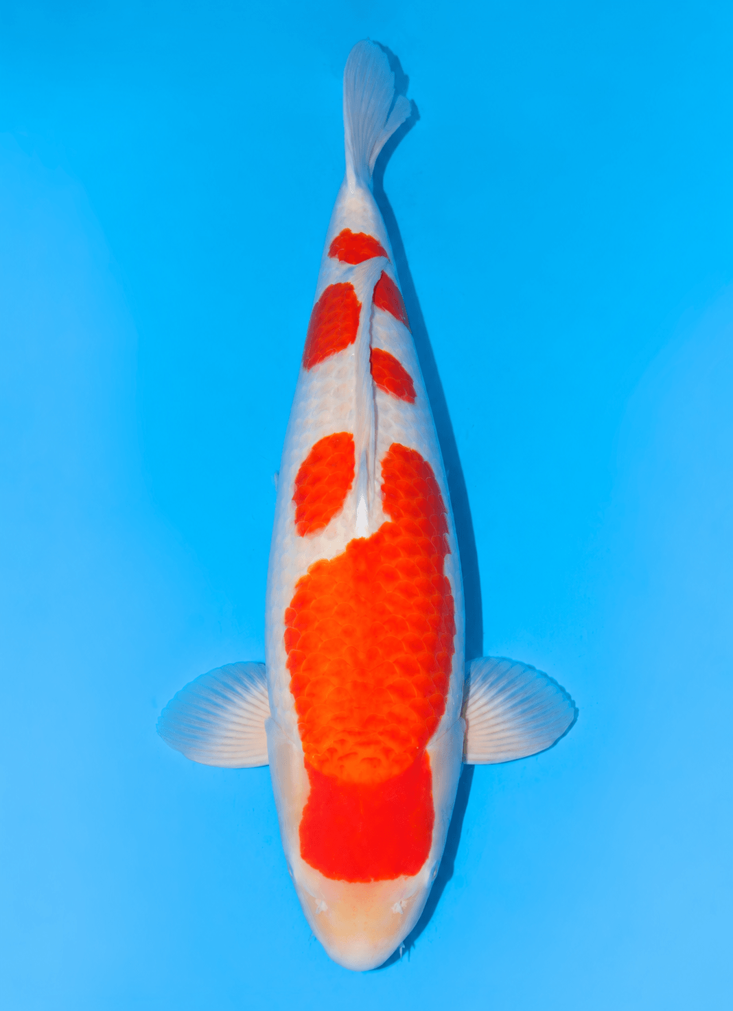 Japanse koi Momotaro   Kohaku Yonsai 74cm