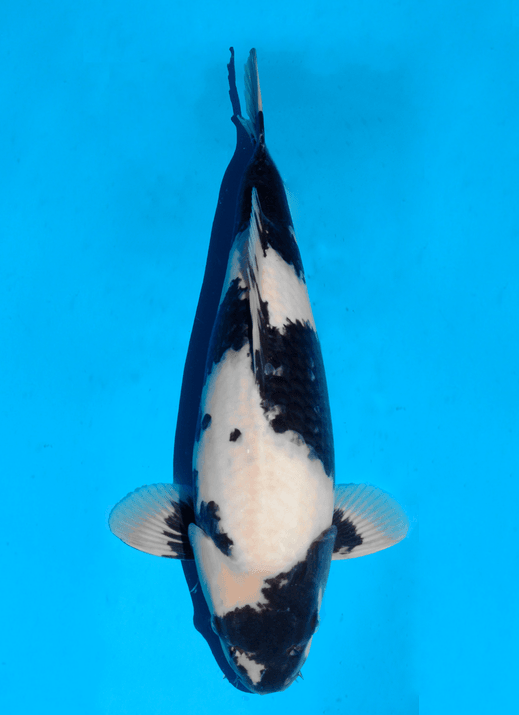 Japanse koi Omosako Shiro-utsuri Black Panda Rokusai + 49 cm Female