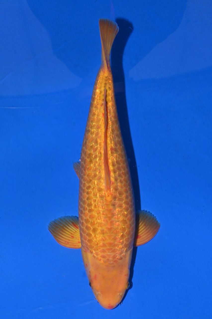 Japanse koi Taniguchi Golden Corn Ginrin Karashigoi Yonsai 50cm
