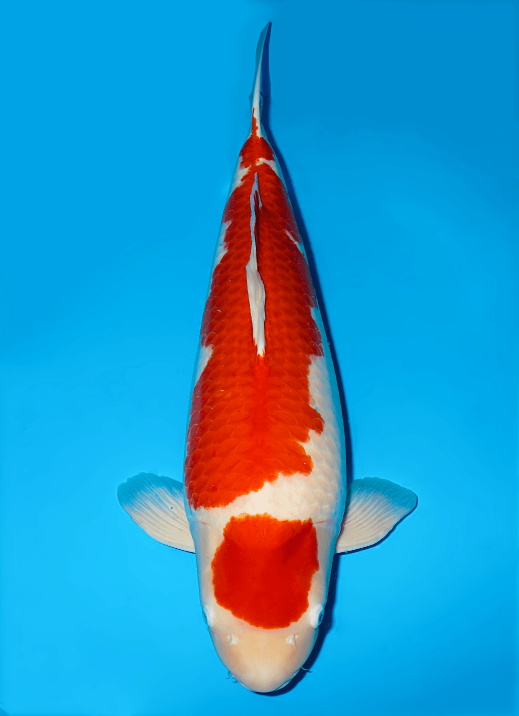 Japanse koi Marudo   Kohaku Rokusai + 82cm