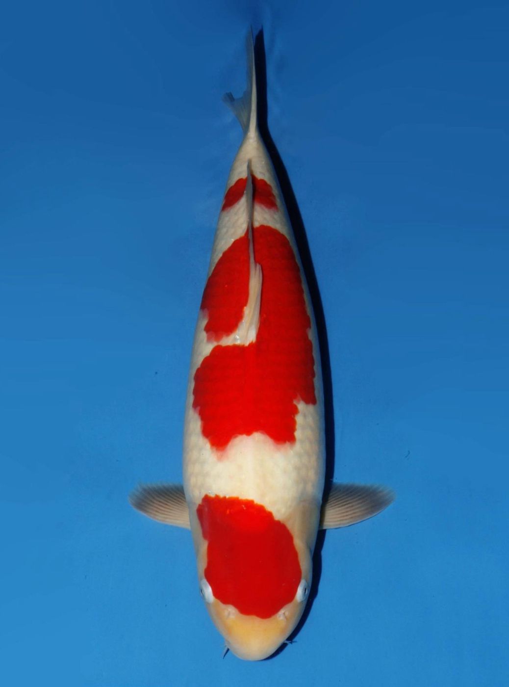 Japanse koi Dainichi Kohaku DMJr Rokusai + 53 cm Male