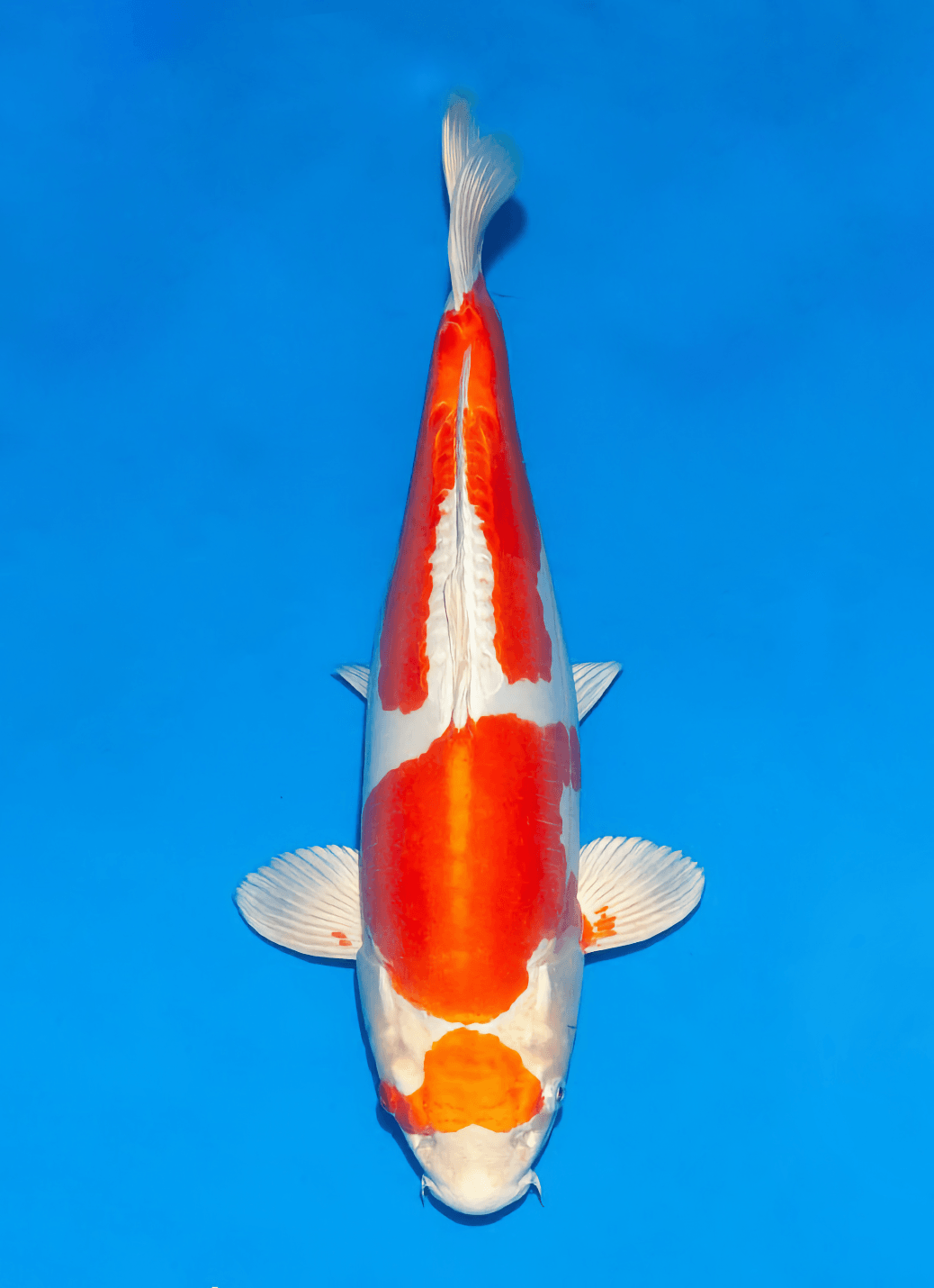 Japanse koi Ogata Murasaka Doitsu Kohaku Nisai 47cm