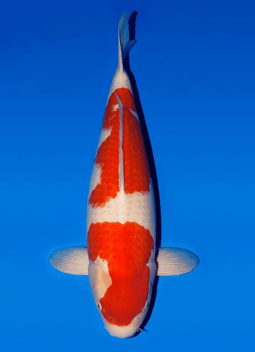 Japanse koi Oishi Kohaku Rokusai + 71 cm Female