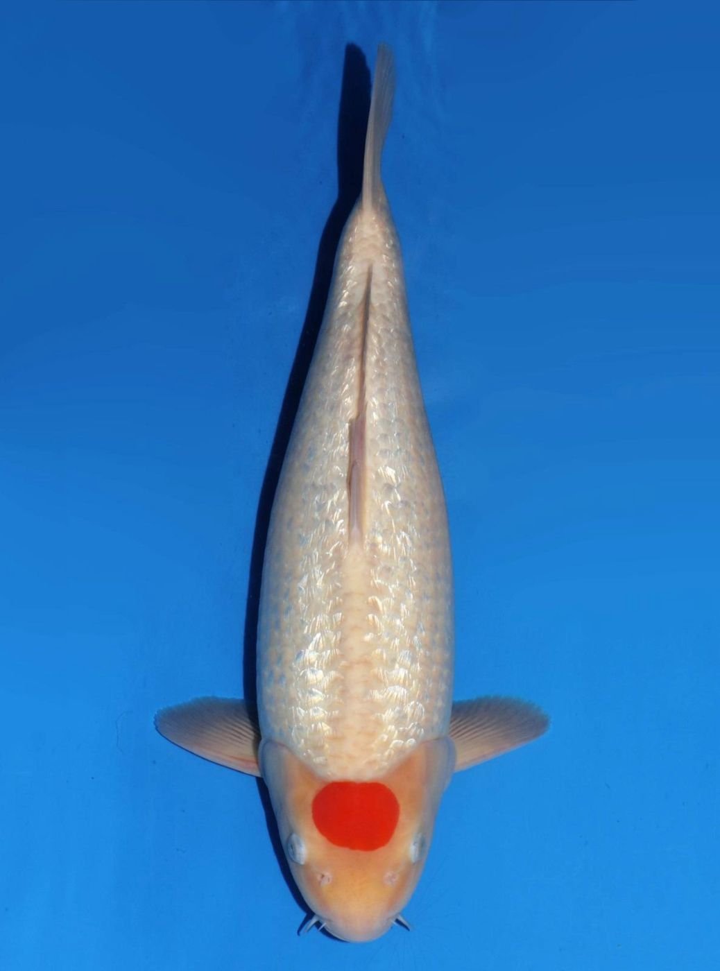 Japanse koi Dainichi Ginrin Kohaku XGinrin Rokusai + 49 cm Male