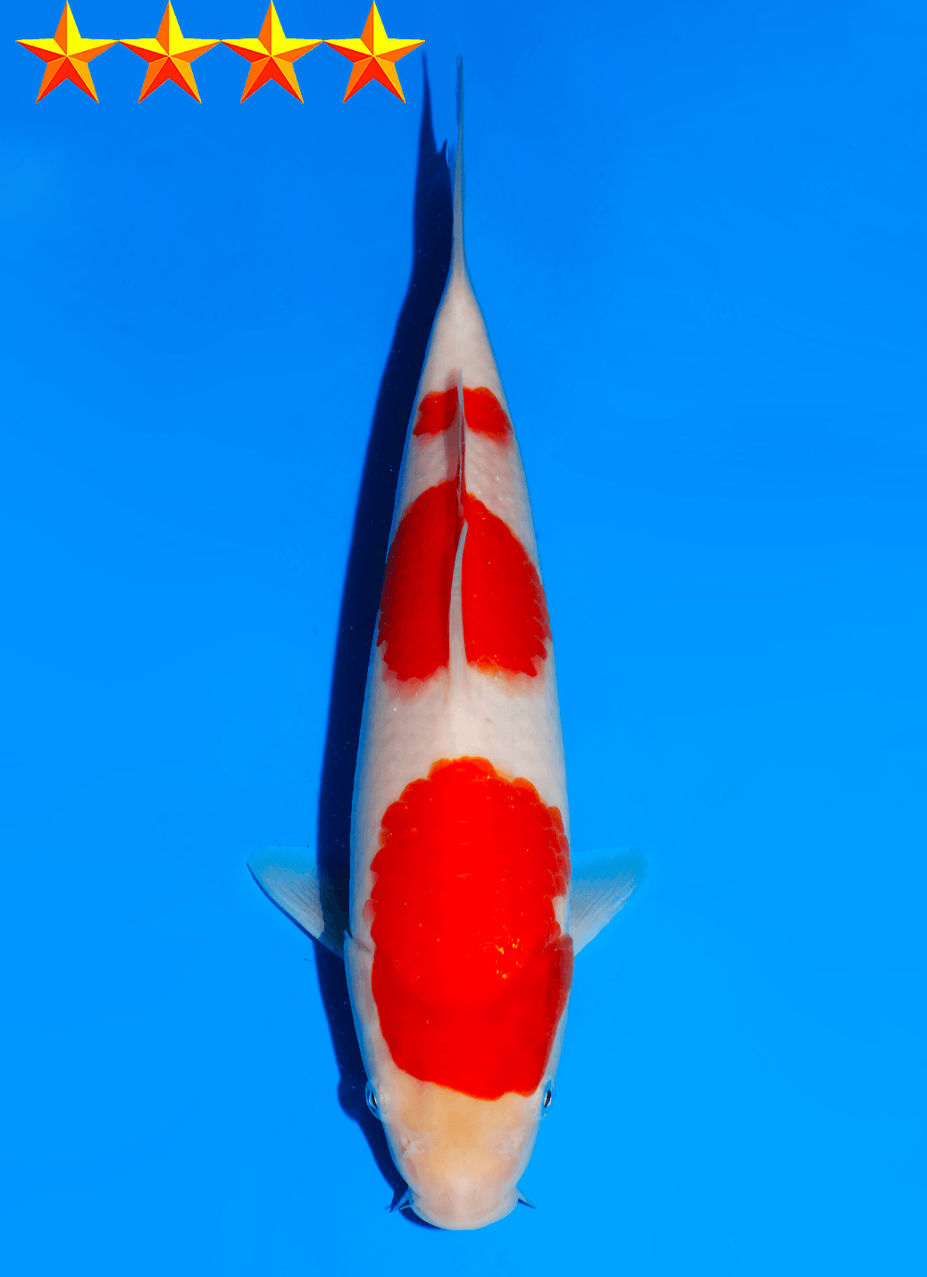 Japanse koi Dainichi Kohaku RedTiger Gosai 23 cm Unknown
