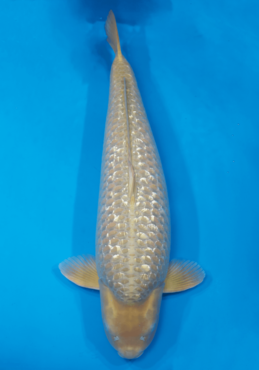 Japanse koi te koop Marudo Chagoi Rokusai + 92 cm Female
