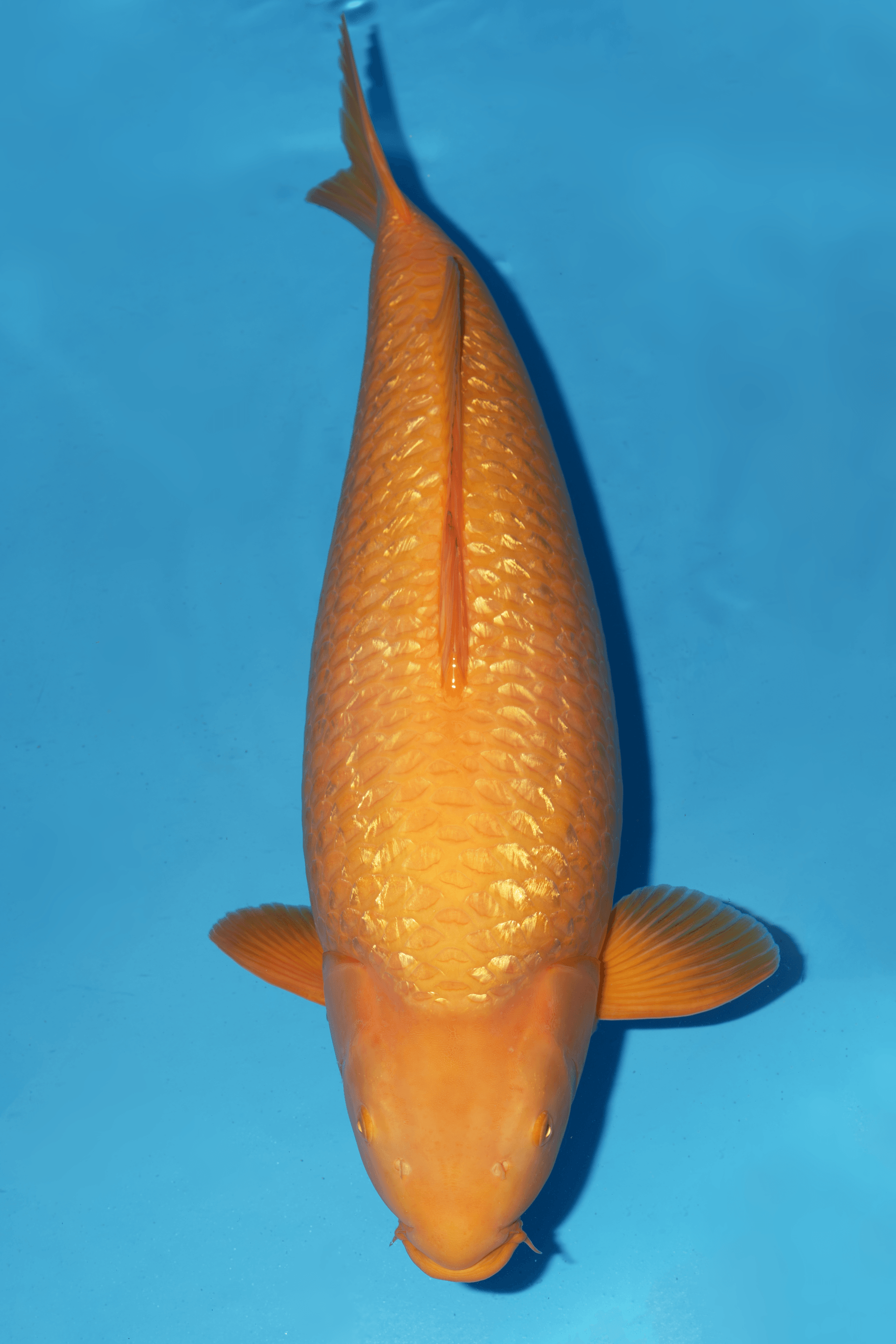 Japanse koi te koop Ikarashi Ginrin Karashigoi Rokusai + 64 cm Female