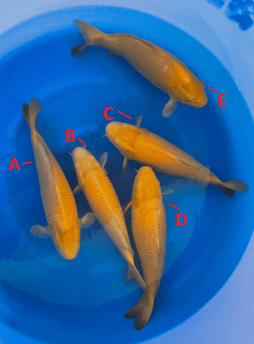Japanse koi Yagenji Karashigoi Sakai Rokusai + 50 cm Female