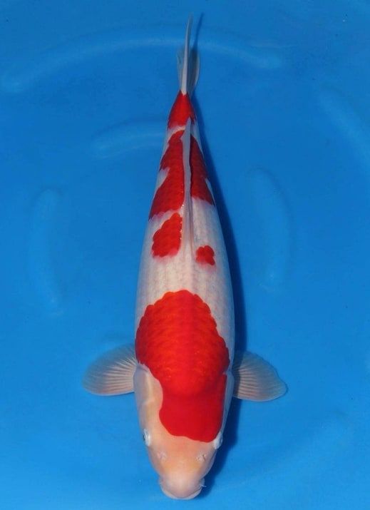Japanse koi Marudo Kohaku Rokusai + 81 cm Female